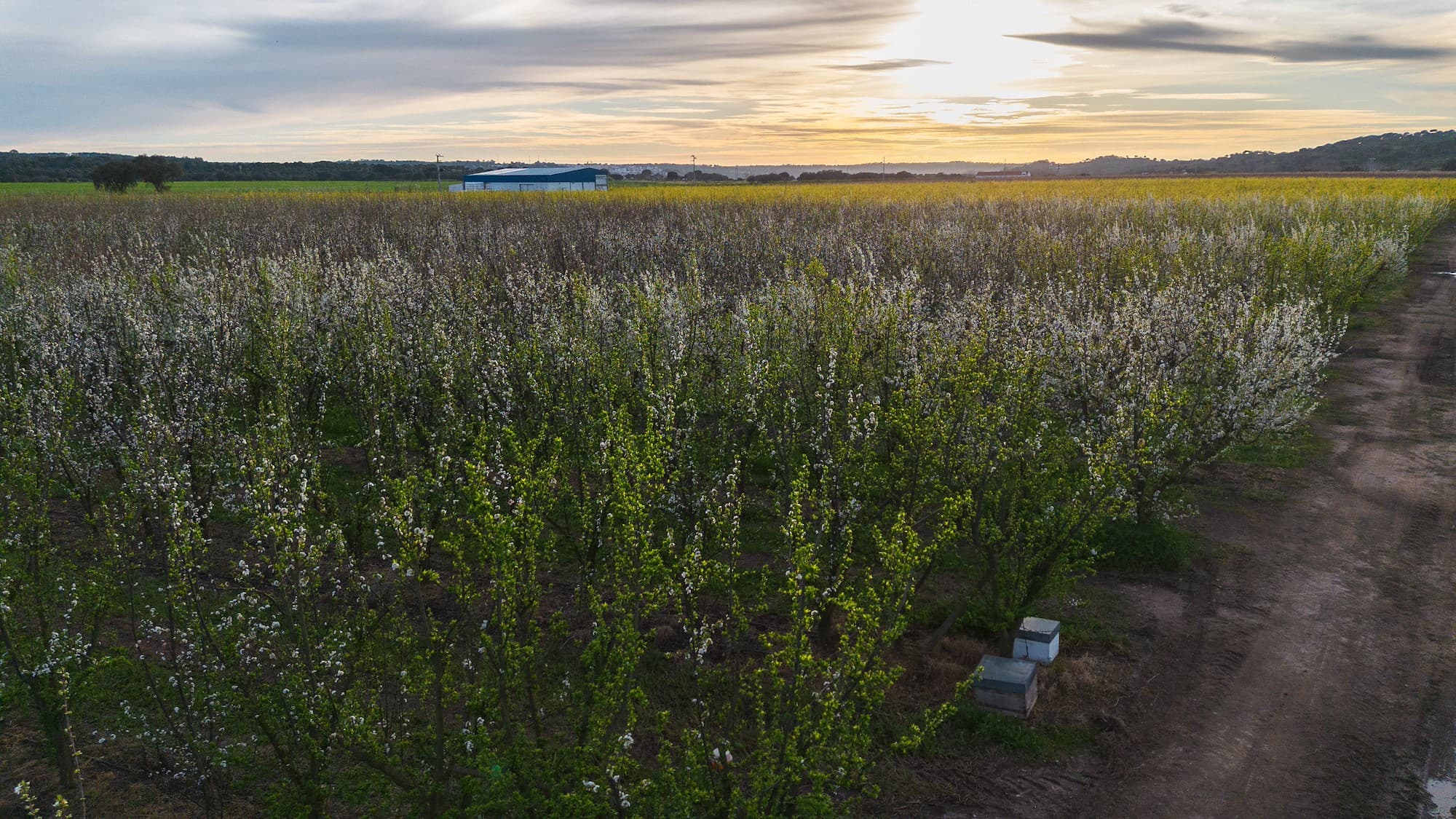 Verger Granfer en fleurs