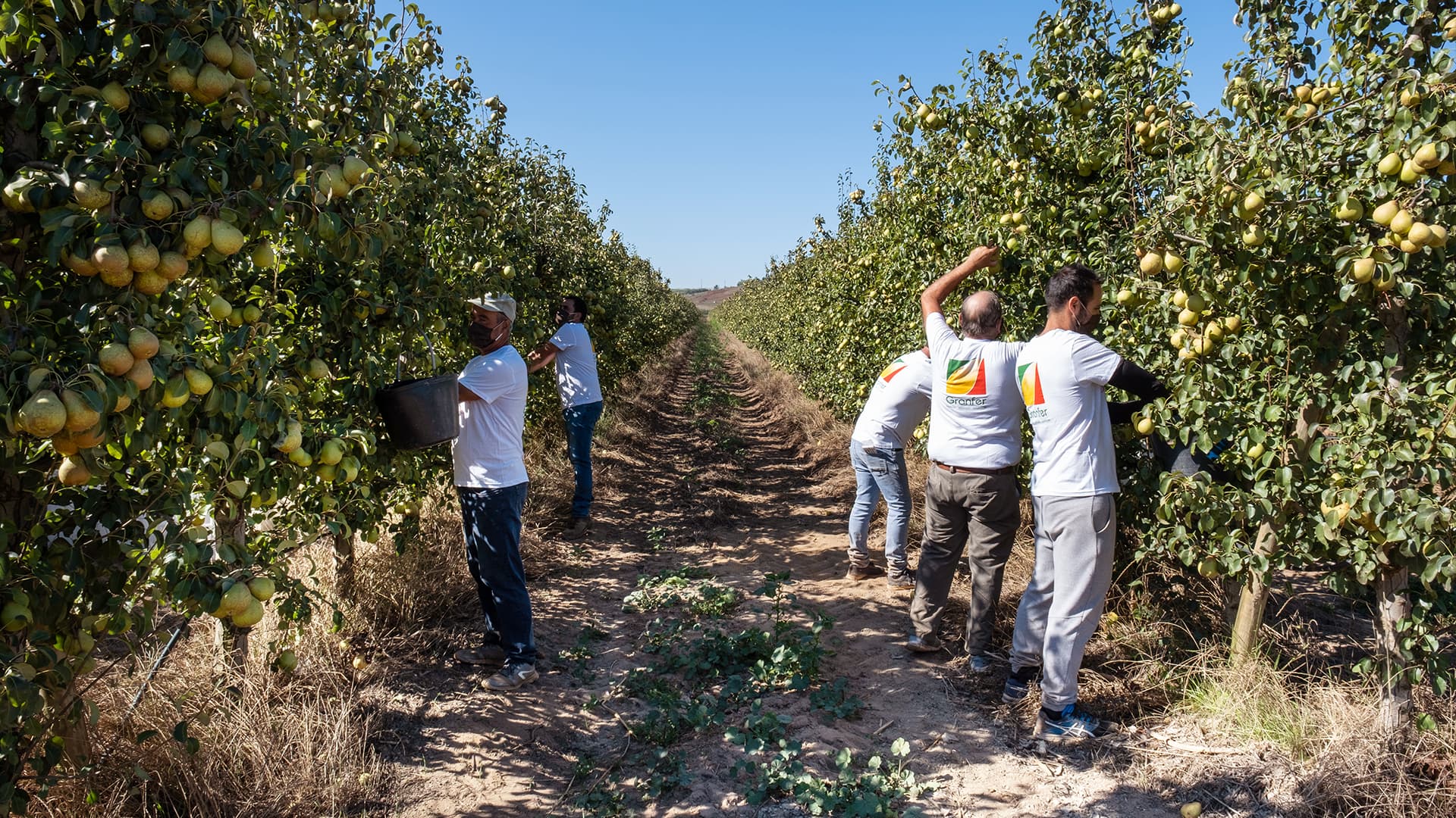 Equipa Granfer na colheita no pomar