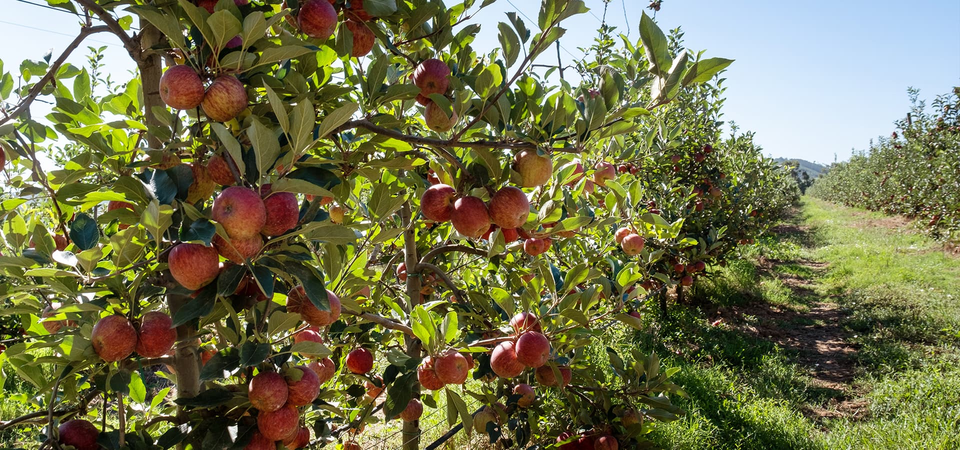 Cabecera de Sostenibilidad