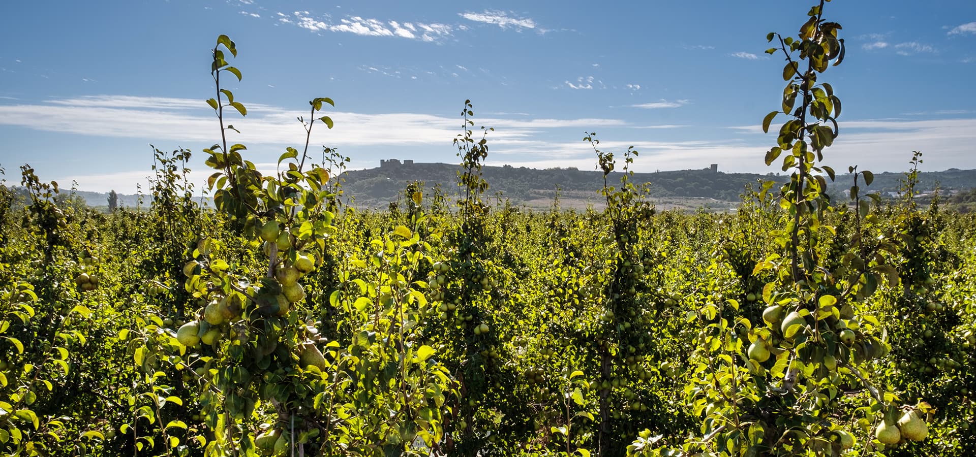 Sostenibilidad en acción