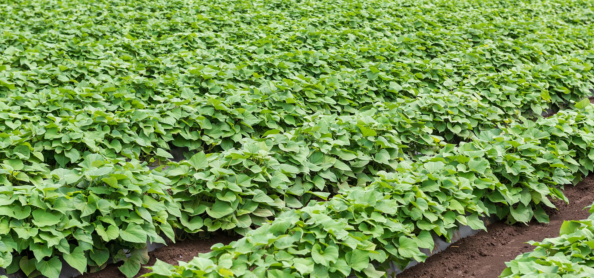 Statistiques Granfer